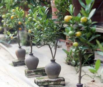Quất bonsai trĩu quả trồng trong vò rượu khiến nhiều người săn lùng chơi Tết - Ảnh 2.