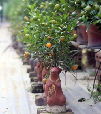 Quất bonsai trĩu quả trồng trong vò rượu khiến nhiều người săn lùng chơi Tết - Ảnh 10.