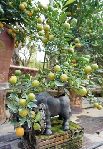 Quất bonsai trĩu quả trồng trong vò rượu khiến nhiều người săn lùng chơi Tết - Ảnh 11.
