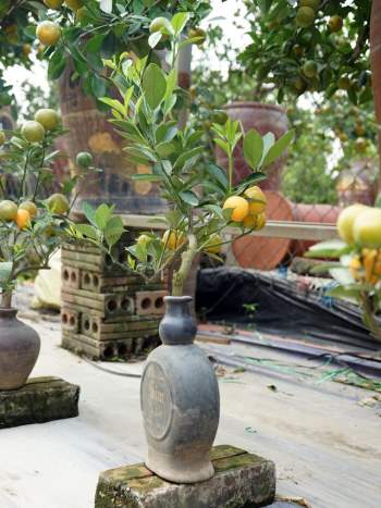 Quất bonsai trĩu quả trồng trong vò rượu khiến nhiều người săn lùng chơi Tết - Ảnh 5.