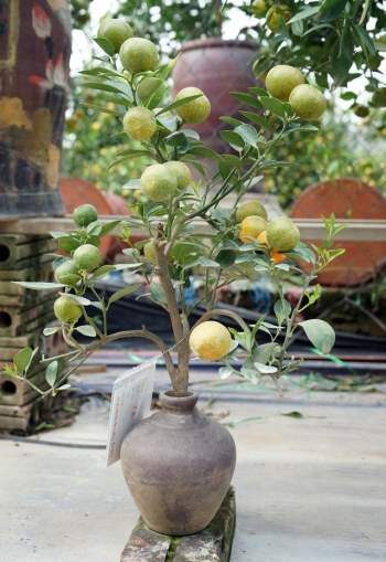 Quất bonsai trĩu quả trồng trong vò rượu khiến nhiều người săn lùng chơi Tết - Ảnh 8.