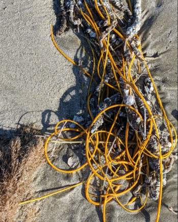 “Cuộn dây thừng” trên bãi biển thực ra là một sinh vật kỳ lạ -0