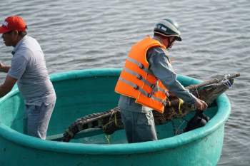 Bắt được cá sấu nặng 30 kg 'ngoi lên lặn xuống” giữa lòng hồ ở Vũng Tàu - ảnh 1