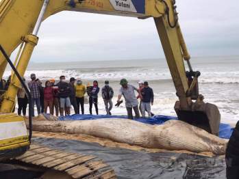 Cá voi dạt vào bờ biển Quảng Bình