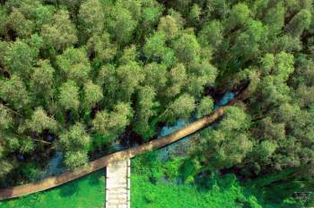 Không chỉ có miệt vườn sông nước mênh mang, miền Tây Nam Bộ còn có những rừng tràm xanh mướt hút hồn du khách: Địa điểm đổi gió tuyệt vời dịp 30/4 - 1/5 tới! - Ảnh 10.
