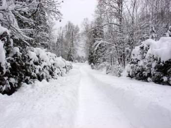 Hàng cây phủ đầy tuyết trên đường đến Sapa. Ảnh minh họa.