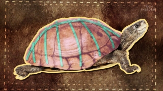 Đây là những gì có bên trong chiếc mai của một con rùa, và đảm bảo chúng sẽ khiến bạn há mồm kinh ngạc - Ảnh 1.
