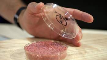 Singapore chính thức cho phép bán thịt nhân tạo