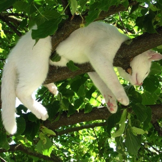 Bộ ảnh chứng minh nếu ngủ trên cây là nghệ thuật, thì bọn mèo là những nghệ sĩ đích thực - Ảnh 14.
