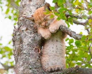 Bộ ảnh chứng minh nếu ngủ trên cây là nghệ thuật, thì bọn mèo là những nghệ sĩ đích thực - Ảnh 17.
