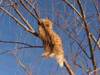 Bộ ảnh chứng minh nếu ngủ trên cây là nghệ thuật, thì bọn mèo là những nghệ sĩ đích thực - Ảnh 19.