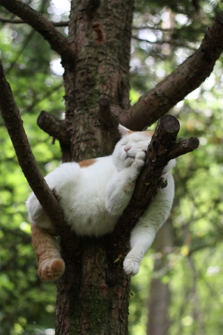 Bộ ảnh chứng minh nếu ngủ trên cây là nghệ thuật, thì bọn mèo là những nghệ sĩ đích thực - Ảnh 21.