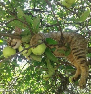Bộ ảnh chứng minh nếu ngủ trên cây là nghệ thuật, thì bọn mèo là những nghệ sĩ đích thực - Ảnh 22.