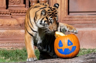 Lạ lùng xem sở thú tổ chức Halloween cho hổ, khỉ, sư tử