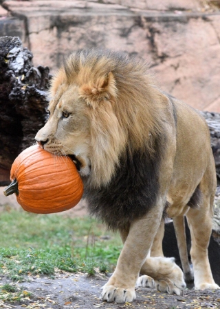 Lạ lùng xem sở thú tổ chức Halloween cho hổ, khỉ, sư tử