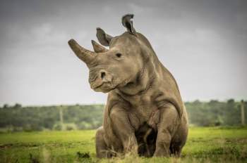  Tê giác trắng đực cuối cùng Sudan và nỗ lực cứu loài vật khỏi tuyệt chủng - 1