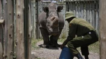 Tê giác trắng đực cuối cùng: Những hình ảnh cảm động trước lúc Sudan qua đời - 5