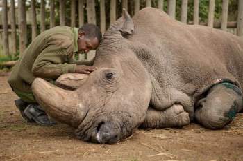 Tê giác trắng đực cuối cùng: Những hình ảnh cảm động trước lúc Sudan qua đời - 1