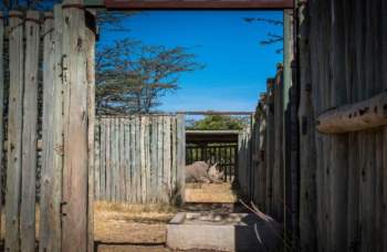 Tê giác trắng đực cuối cùng: Những hình ảnh cảm động trước lúc Sudan qua đời - 6