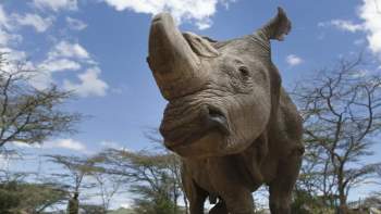 Tê giác trắng đực cuối cùng: Những hình ảnh cảm động trước lúc Sudan qua đời - 4