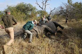 Nạn săn trộm tê giác gia tăng trở lại ở Nam Phi -0