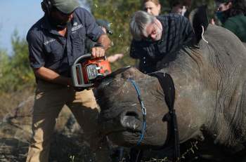 Nạn săn trộm tê giác gia tăng trở lại ở Nam Phi -0