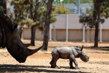 Tê giác con chào đời trong vườn thú Israel -0