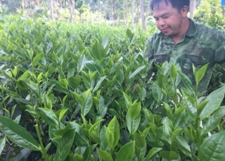 Thái Nguyên: Nông thôn mới huyện Phú Lương hướng đến những sản phẩm OCOP
