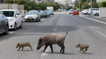 Thành phố của Israel nơi con người sống cùng với lợn rừng