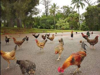 'Thiên đường du lịch' Hawaii biến thành nhà của gà hoang