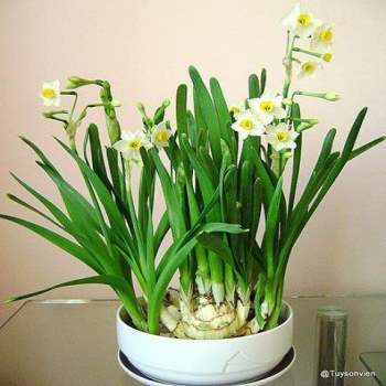 Các loại cây, hoa được người Việt trưng nhiều vào ngày Tết nhưng phải cảnh giác vì cực độc - Ảnh 8.