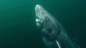 Tìm thấy con cá mập già nhất thế giới 397 tuổi - 1