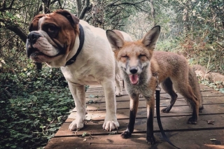 Tình bạn 'có một không hai' giữa chó và cáo nhỏ gây bất ngờ