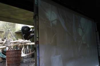 Tinh tinh vườn thú Séc gặp trực tuyến đồng loại qua màn hình trong Covid-19 -0