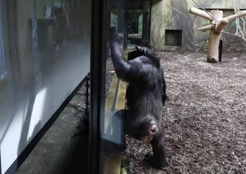 Tinh tinh vườn thú Séc gặp đồng loại qua màn hình trực tuyến trong Covid-19 -0