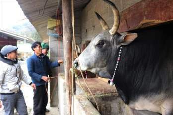 Các đàn gia súc tại Thừa Thiên-Huế đang đối mặt với đợt rét đậm mạnh nhất, với nhiệt độ xuống rất thấp sau nhiều năm lại đây. Ảnh: TL
