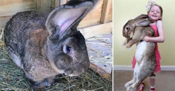 Treo thưởng hơn 1.400 USD tìm thỏ lớn nhất thế giới bị thất lạc