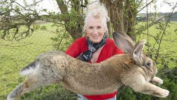 Treo thưởng hơn 1.400 USD tìm thỏ lớn nhất thế giới bị thất lạc