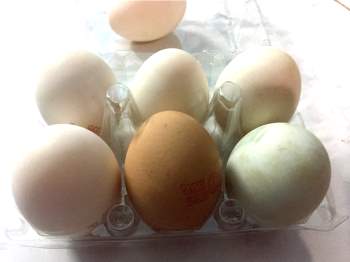 Trứng gà và trứng vịt, loại nào bổ dưỡng hơn? - ảnh 1