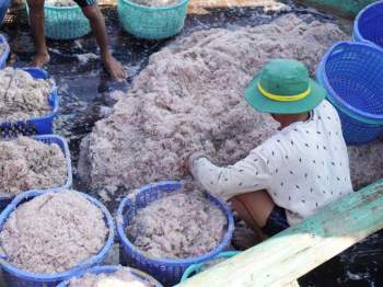 Ruốc bất ngờ xuất hiện dày đặc sau Tết, ngư dân thu tiền triệu mỗi chuyến biển - ảnh 3