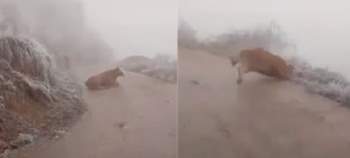 Chú bò liên tục ngã quỵ trên đường trơn trượt vì băng tuyết ở Lào Cai, minh chứng rõ ràng cho sự khắc nghiệt của thời tiết - Ảnh 1.