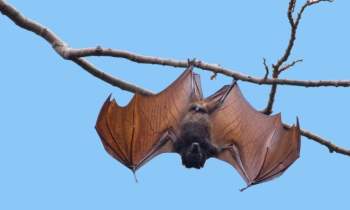 Virus Nipah gây bệnh phù não nguy hiểm