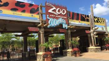 Nhân viên vườn thú bị báo tân công vì ám mùi hươu cao cổ - ảnh 1