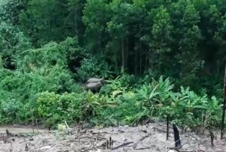 Phát hiện 2 cá thể voi rừng ở Quảng Nam
