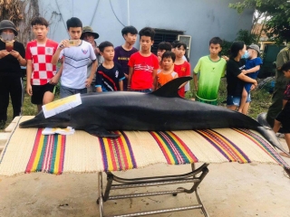 Cá Ông nặng gần 300kg lụy trên sông ở Quảng Nam - Ảnh 1.
