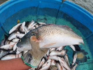 'Đêm nay thức trắng chờ bão số 9 tan bởi gia sản đang phó mặc cho trời' - ảnh 3