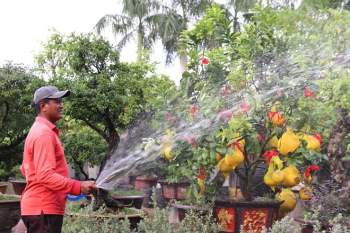 Đúng 30 ngày nữa Tết Tân Sửu: Chủ hàng lo không bán được cây cảnh, hoa vì 'ế' - ảnh 2