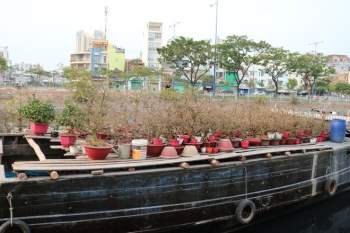 Chợ hoa xuân ở Bến Bình Đông: Kẻ bán người mua mong Tết đủ đầy - ảnh 4