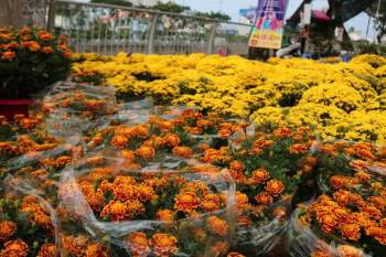 Chợ hoa xuân ở Bến Bình Đông: Kẻ bán người mua mong Tết đủ đầy - ảnh 12