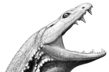 Với hàm răng khổng lồ và đôi mắt to, Crassigyrinus scoticus được điều chỉnh đặc biệt để săn mồi trong các đầm lầy ở Scotland và Bắc Mỹ.